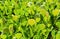 Close up of green privet hedge