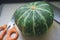 Close up of green pumpkin