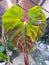 Close up of the green and red back leaf of Philodendron Verrucosum Amazon Sunset Iricolor