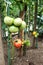 Close-up of green and red large tomatoes in a vegetable garden. Bio agriculture. Very tasteful tomatoes grown in the family garden