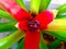 Close up of green red leaf bromeliad