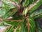 Close up green red leaf caladium leaf plant texture in nature for background.