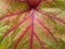 Close up green red leaf caladium leaf plant texture in nature for background