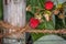 Close-up of green red ripe and picked raspberries tied to a raspberry bush with a hemp rope on a wooden stake, Germany