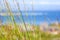 Close up of green reet grass moving in the wind with the ocean and thatched roof cottages in the background at Still Bay.