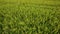 Close up of green rice field on sunny day