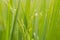 Close up of green rice plant with dew drops