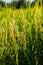 Close up of Green rice plant That is leaving the grains In the cultivation plot