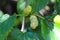 Close up of a green and ripe white mulberry on a branch. Morus alba as white mulberry