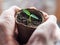 Close- up of a green sapling in a man `s hands. Background for plant growing and gardening. The concept of starting a new life in