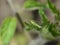 Close-up of a green Sawfly, a macrolophus, a bug on a green leaf.