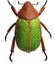 A close up of a green scarab beetle