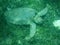 Close up of a Green Sea Turtle (Chelonia mydas) Feeding on Seagrass in Sunlit, Shallow Caribbean Seas with Cleaning Gobies.