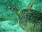 Close up of a Green Sea Turtle (Chelonia mydas) in Sunlit, Shallow Caribbean Seas.