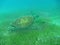 Close up of a Green Sea Turtle (Chelonia mydas) Swimming Over Seagrass in Sunlit, Shallow Caribbean Seas.