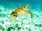 Close-up of Green Sea Turtle Chelonia mydas Swimming in Sunlit, Shallow Caribbean Seas.