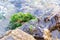 Close-up green seaweed on the stone on the beach.