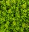 close up of green sedum lineare plant(carpet sedum) as background.