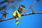 Close Up of Green Seed Pods and Small Red Leaves on a Emerald Queen Norway Maple Tree in the Spring