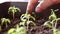 Close-up of green seedling growing out of soil. Hands of a woman carefully.