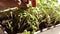 Close-up of green seedling growing out of soil. Hands of a woman carefully.