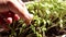 Close-up of green seedling growing out of soil. Hands of a woman carefully.