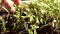 Close-up of green seedling growing out of soil. Hands of a woman carefully.