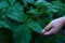 close up green sesame leaf growing in the tree white sesame tree agriculture plant,perilla leaves