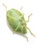 Close-up of a green shield bug nymph, palomena prasina