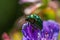 Close-up green shiny bud on petal of violet flower of wood cranesbil or woodland geranium