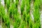 Close up of green shoots of rice