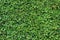 Close-up, green shrub hedge, lush vegetation, fresh green leaves for background texture