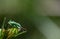 Close-up of a green small beetle, a silver weevil, sitting on a twig at the edge of the picture. There is a lot of space for text