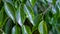 Close up of green, smooth, bright leaves of the Weeping fig`s, Ficus benjamina