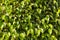 Close up of green, smooth, bright leaves of the Weeping figs Ficus benjamin