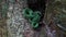 Close up Green snake on tree