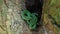 Close up Green snake on tree