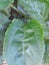 close-up of green soursop leaves in the garden