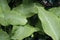 Close Up of Green Speckled Dumb Cane Leaves