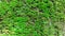 Close-up green sphagnum moss