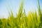 close-up of green spikelets of wheat on the field