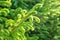 Close up. Green sprig of young lush needles. The vegetation is flooded with morning backlight