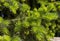 Close-up of a green spruce.