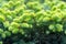 Close-up green spruce shoots in the forest. Sprout of branch coniferous tree.