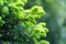 Close-up green spruce shoots in the forest. Sprout of branch coniferous tree.