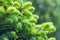 Close-up green spruce shoots in the forest. Sprout of branch coniferous tree.