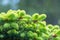 Close-up green spruce shoots in the forest. Sprout of branch coniferous tree.