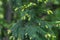 Close-up green spruce shoots in the forest. Sprout of branch coniferous tree.