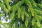 Close-up green spruce shoots in the forest. Sprout of branch coniferous tree