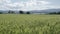 Close up of a Green stalks of farmers hand touching of young growth green barley.